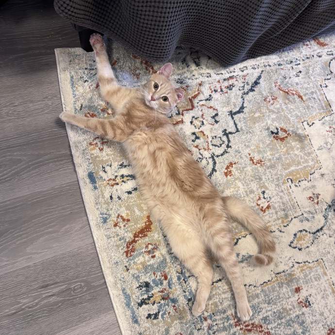 Experienced Cat Sitter  Cat Lover photo 2