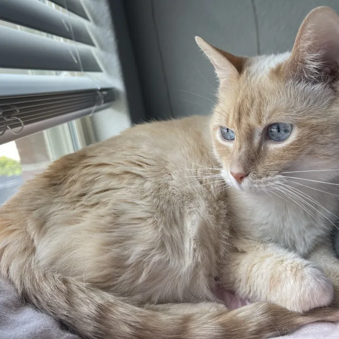 Experienced Cat Sitter