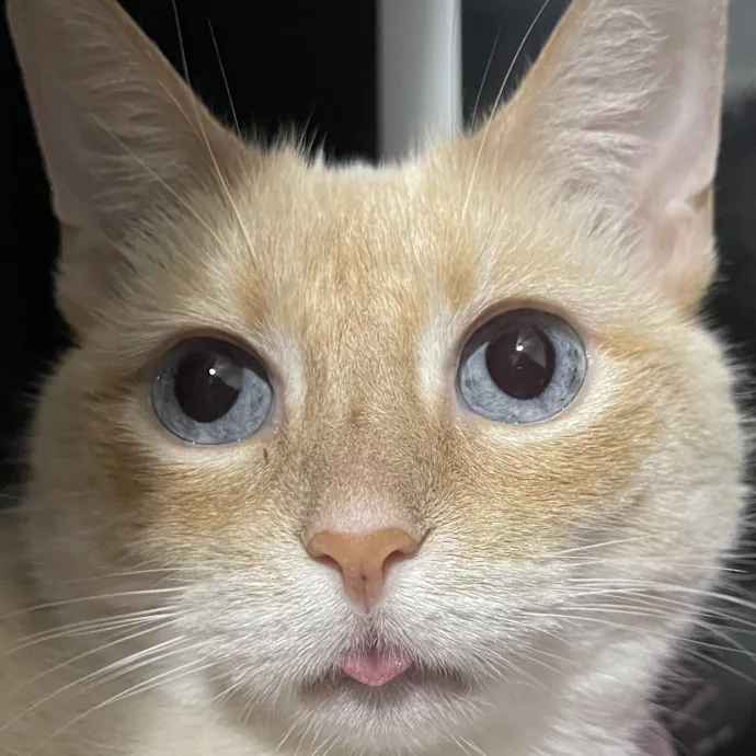 Experienced Cat Sitter