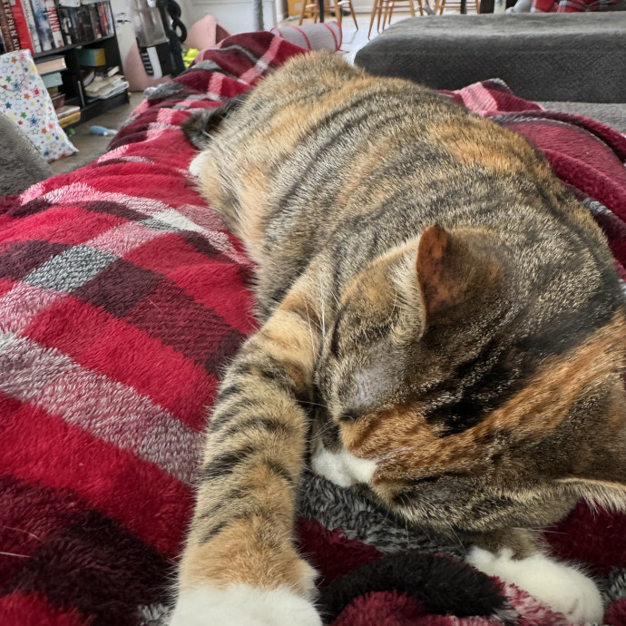 Your Cat's New Best Friend photo 3