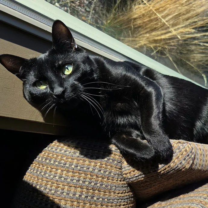 Passionate And Driven Cat Sitter photo 2