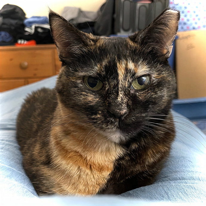 Purr-Fect Pet Care With Tiffani