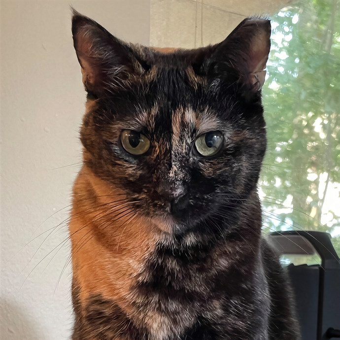 Purr-Fect Pet Care With Tiffani