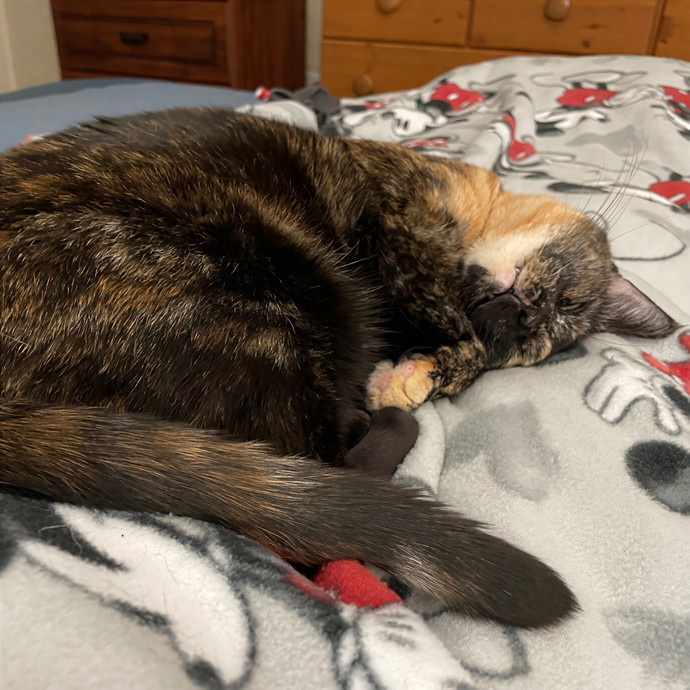 Purr-Fect Pet Care With Tiffani