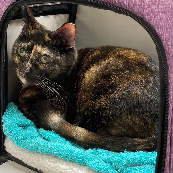 Purr-Fect Pet Care With Tiffani