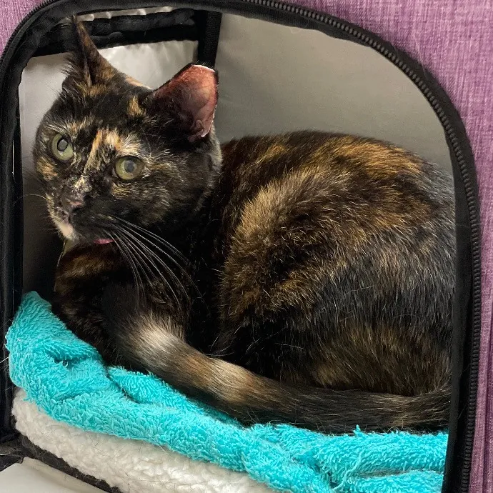 Purr-Fect Pet Care With Tiffani