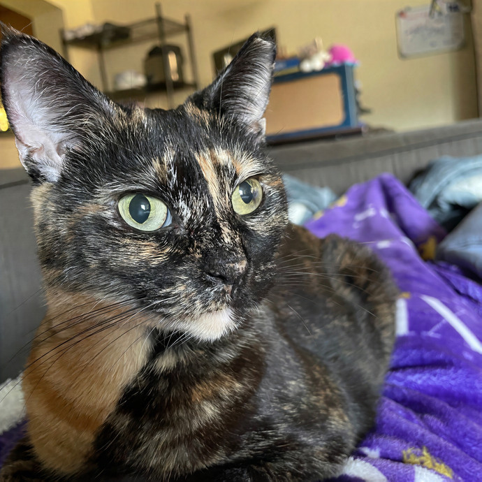 Purr-Fect Pet Care With Tiffani