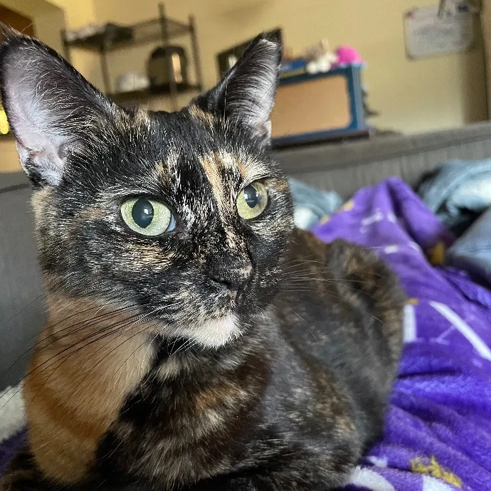 Purr-Fect Pet Care With Tiffani