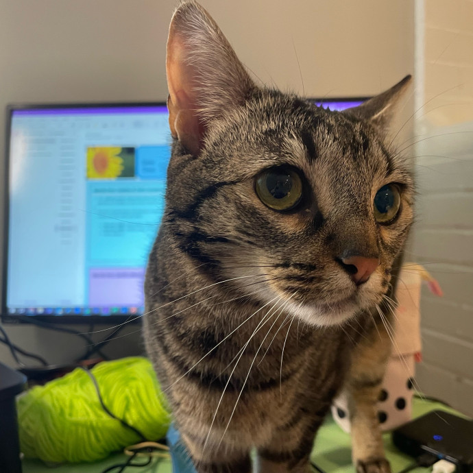 Purr-Fect Pet Care With Tiffani