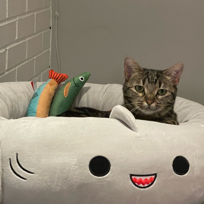 Purr-Fect Pet Care With Tiffani