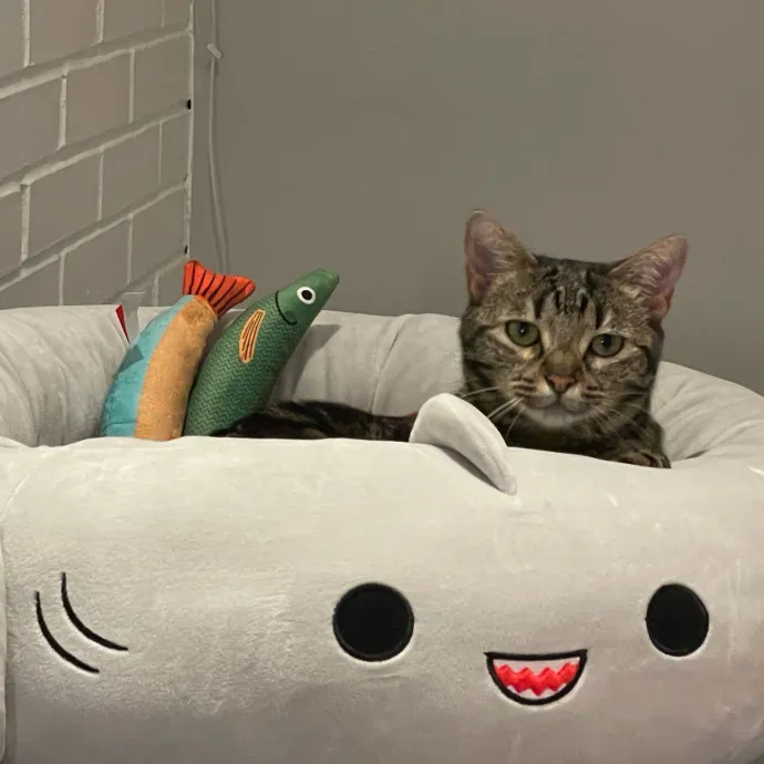 Purr-Fect Pet Care With Tiffani