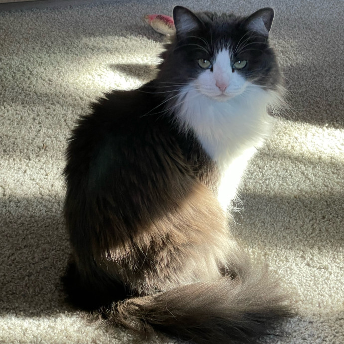 Purr-Fect Pet Care With Tiffani