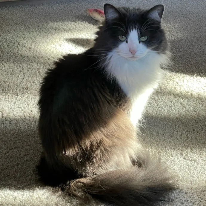Purr-Fect Pet Care With Tiffani