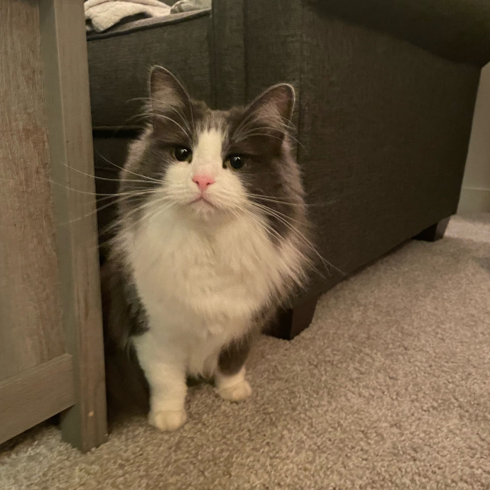Purr-Fect Pet Care With Tiffani