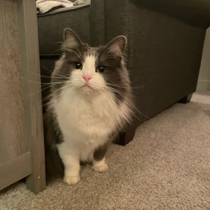 Purr-Fect Pet Care With Tiffani