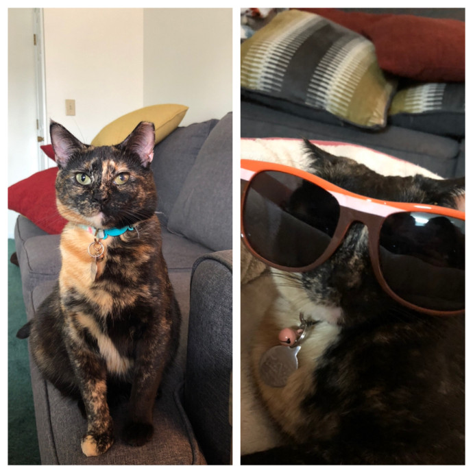 Purr-Fect Pet Care With Tiffani