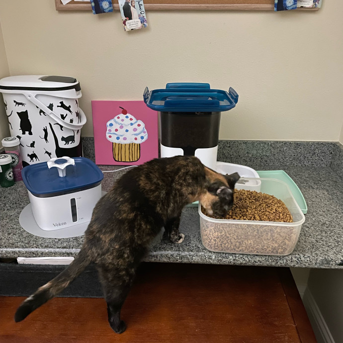 Purr-Fect Pet Care With Tiffani