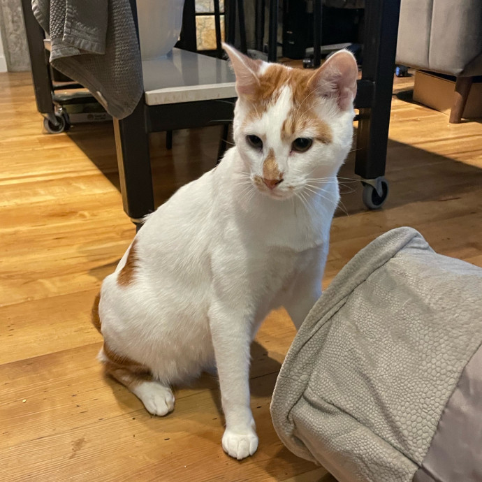 Purr-Fect Pet Care With Tiffani