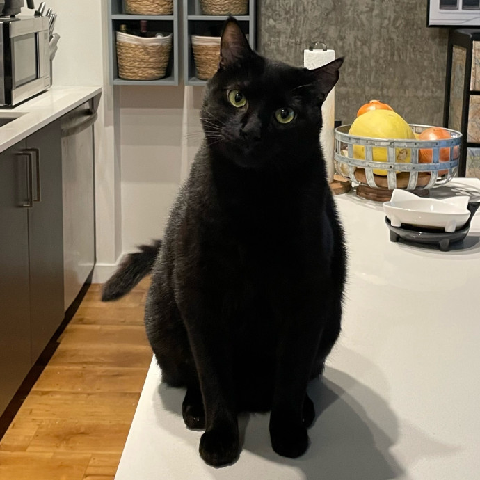 Purr-Fect Pet Care With Tiffani