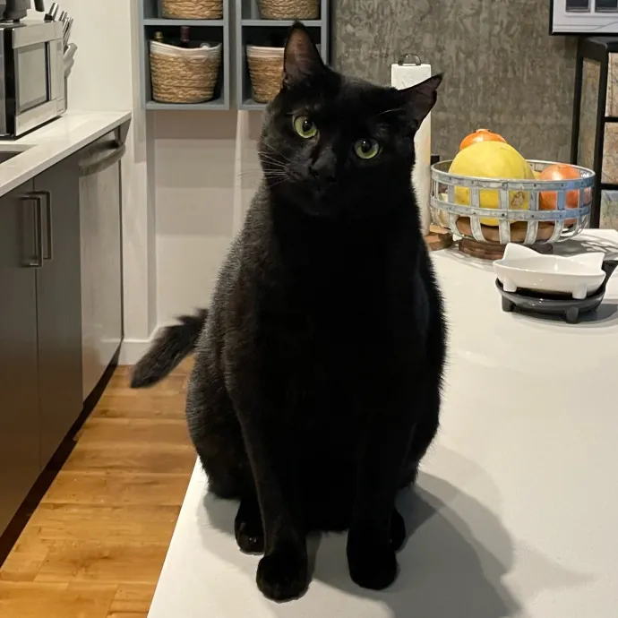 Purr-Fect Pet Care With Tiffani