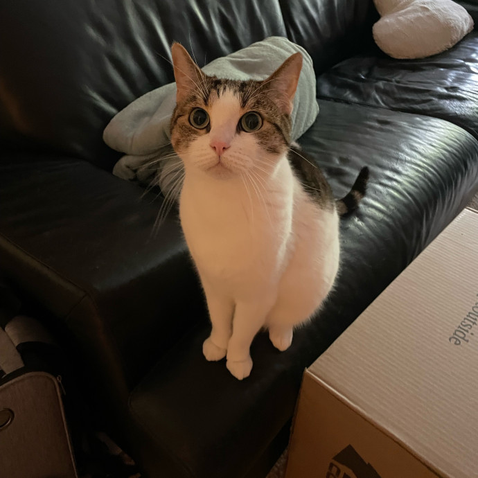 Purr-Fect Pet Care With Tiffani