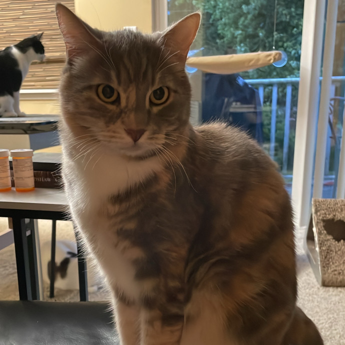 Purr-Fect Pet Care With Tiffani