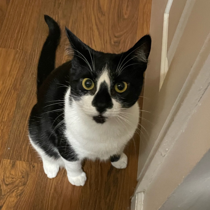 Purr-Fect Pet Care With Tiffani