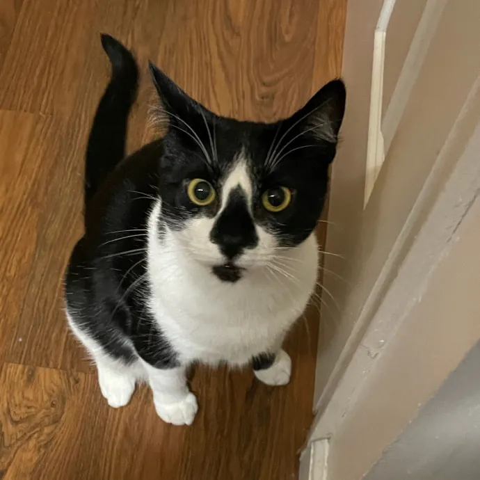 Purr-Fect Pet Care With Tiffani