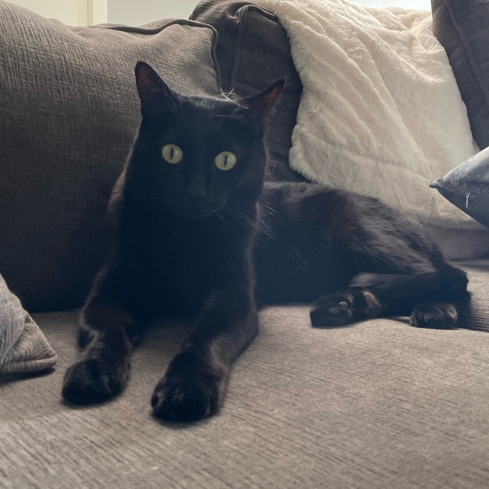 Purr-Fect Pet Care With Tiffani