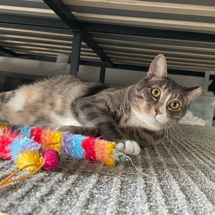 Purr-Fect Pet Care With Tiffani