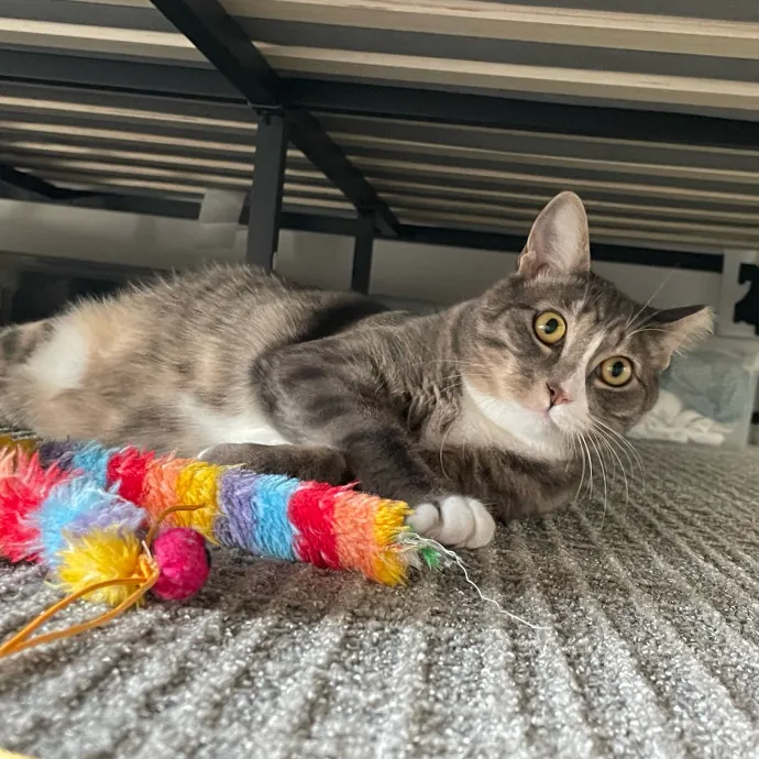 Purr-Fect Pet Care With Tiffani