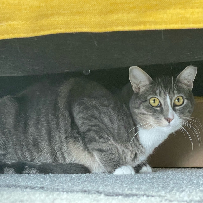 Purr-Fect Pet Care With Tiffani