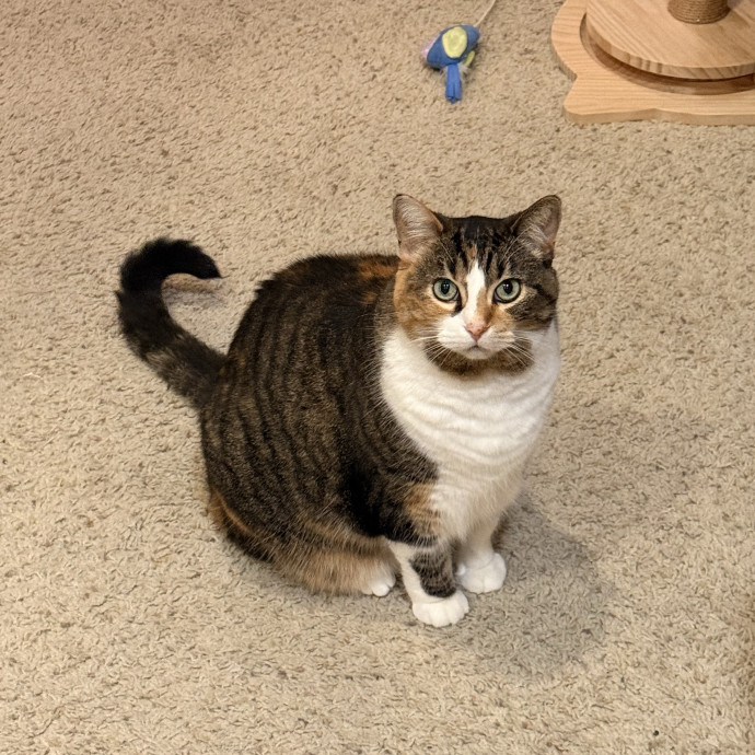 Purr-Fect Pet Care With Tiffani