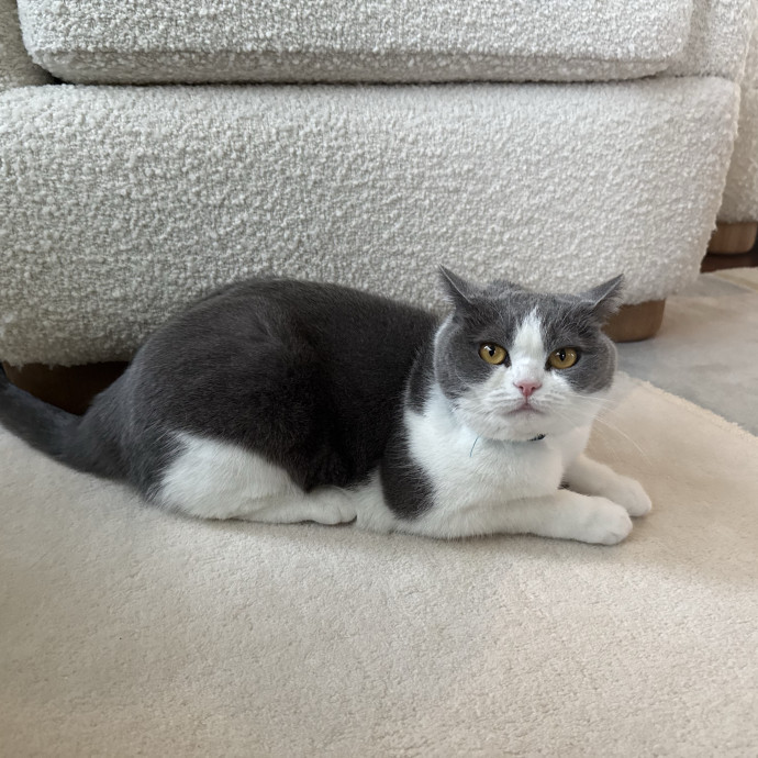 Purr-Fect Pet Care With Tiffani