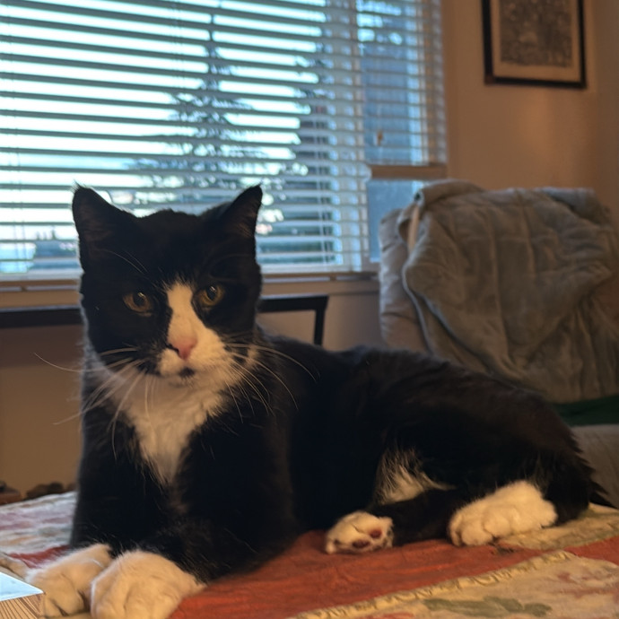 Purr-Fect Pet Care With Tiffani photo 3