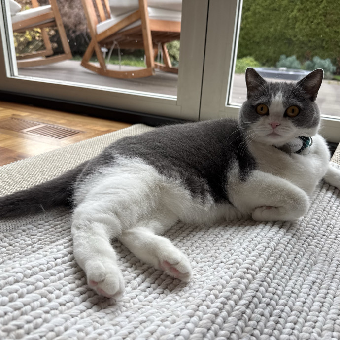 Purr-Fect Pet Care With Tiffani photo 2