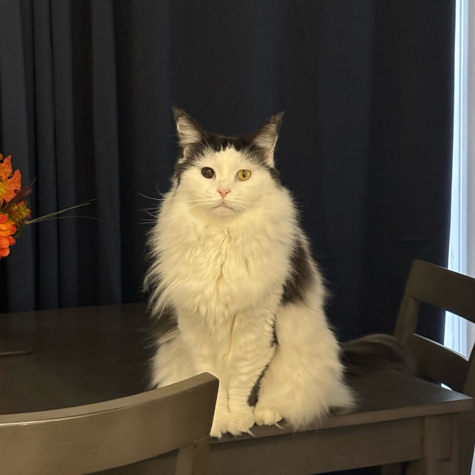 Your Cat's Favorite Treat