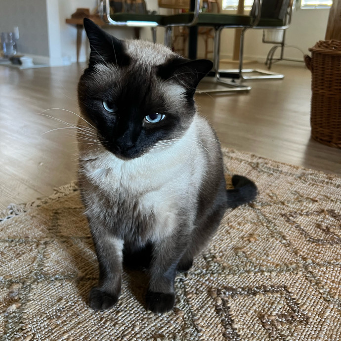 Your Cat's Favorite Treat