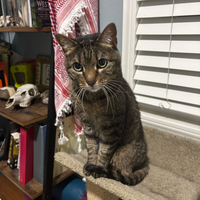 Your Cat's Favorite Treat