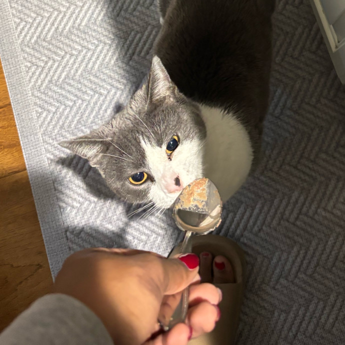 Your Cat's Favorite Treat