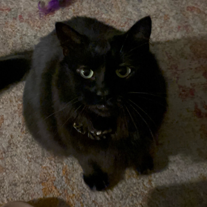Your Cat's Favorite Treat