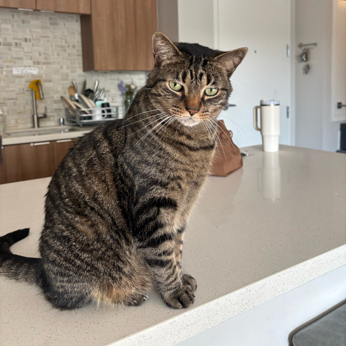 Your Cat's Favorite Treat
