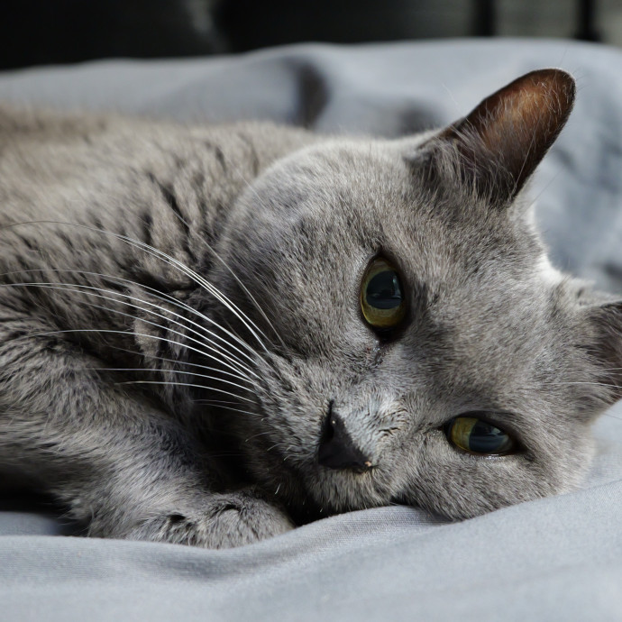 Your Cat's Favorite Treat