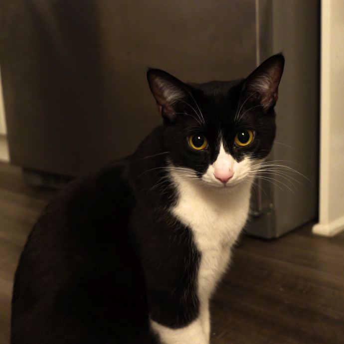 Your Cat's Favorite Treat