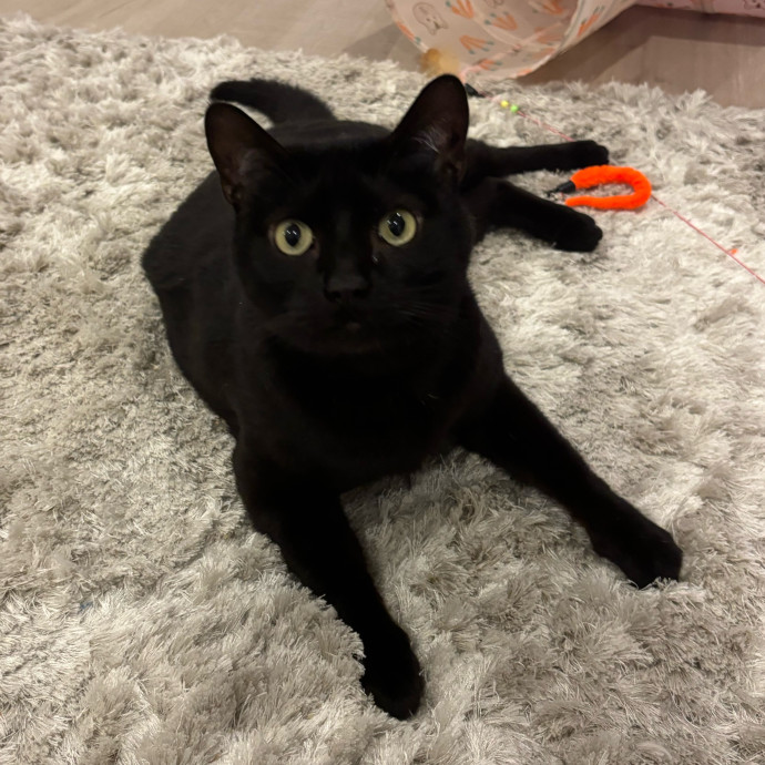 Your Cat's Favorite Treat