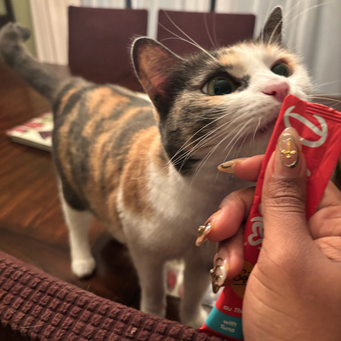Your Cat's Favorite Treat