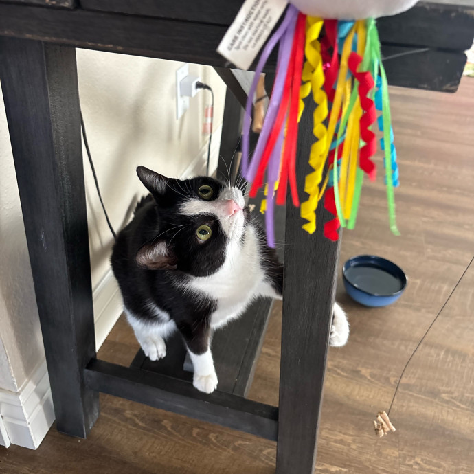Your Cat's Favorite Treat