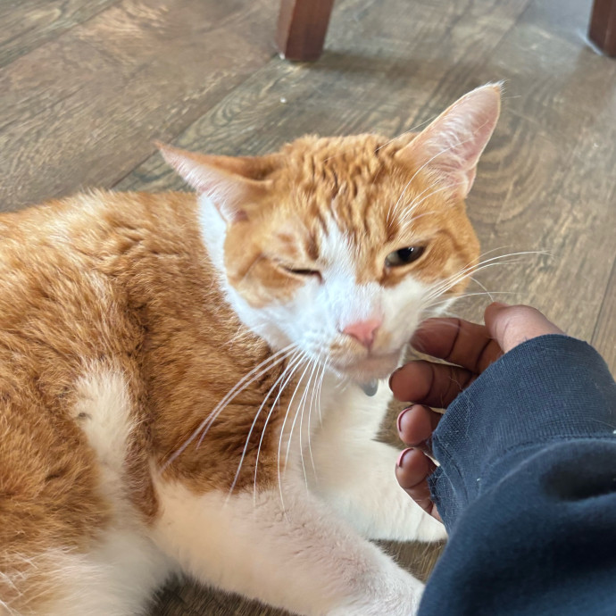 Your Cat's Favorite Treat