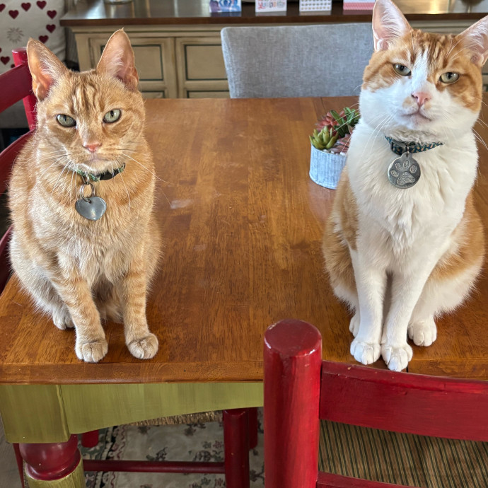 Your Cat's Favorite Treat