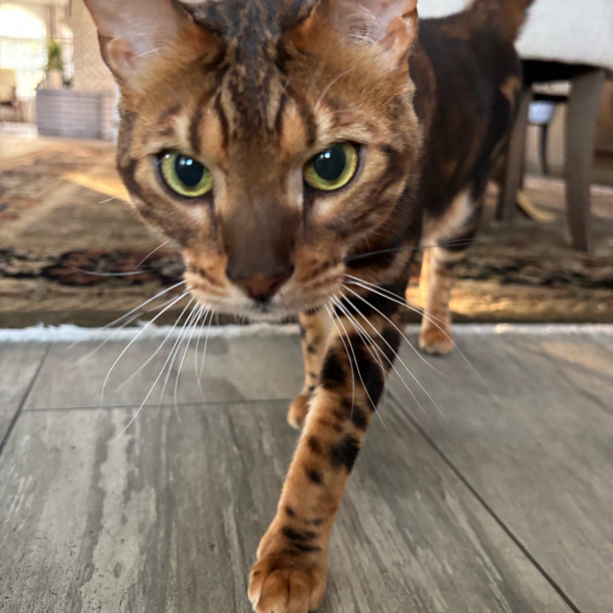 Your Cat's Favorite Treat